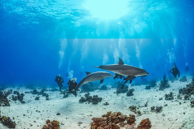 Snorkeling with Dolphins at Dolphin House Boat Trip in Hurghada - The Dolphin House experience: swimming with dolphins in context