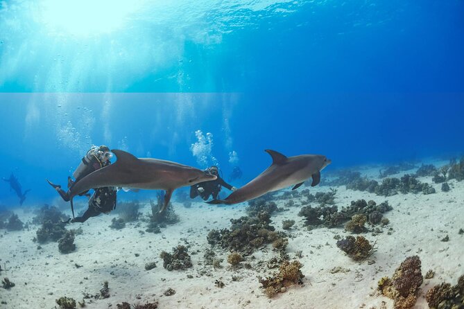Snorkeling with Dolphins at Dolphin House Boat Trip in Hurghada - Two Red Sea snorkeling stops: how to think about the day underwater