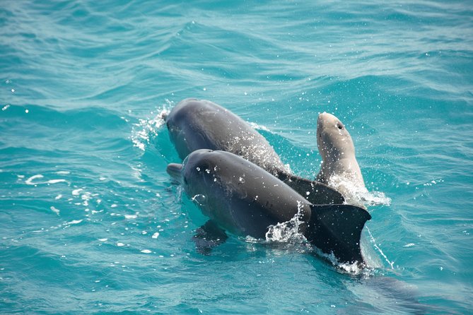 Snubfin Dolphin Eco Cruise from Broome - Key things I’d prioritize before booking