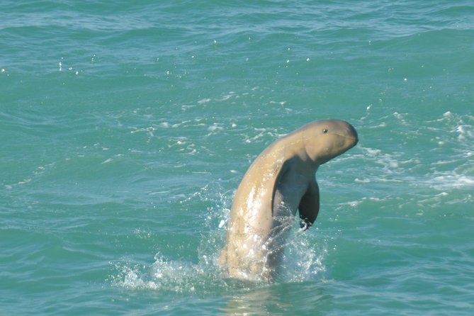 Snubfin Dolphin Eco Cruise from Broome - Snubfin Dolphins in Roebuck Bay: what you’re really signing up for