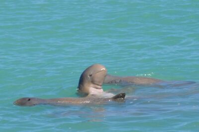 Snubfin Dolphin Eco Cruise from Broome - Ballena catamaran comfort and the onboard setup that actually matters