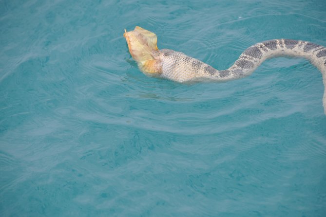 Snubfin Dolphin Eco Cruise from Broome - Snacks, refreshments, and the drinks rules you should not ignore