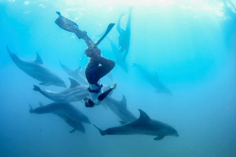 Sorrento: Dolphins & Seals Snorkeling Cruise w/ Lunch - Key points before you go