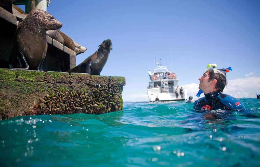 Sorrento: Dolphins & Seals Snorkeling Cruise w/ Lunch - Sorrento Pier to the luxury Moonraker: what the 3 hours feel like