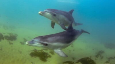 Sorrento: Dolphins & Seals Snorkeling Cruise w/ Lunch - Port Phillip Bay seals: the face-to-face encounter that often steals the show