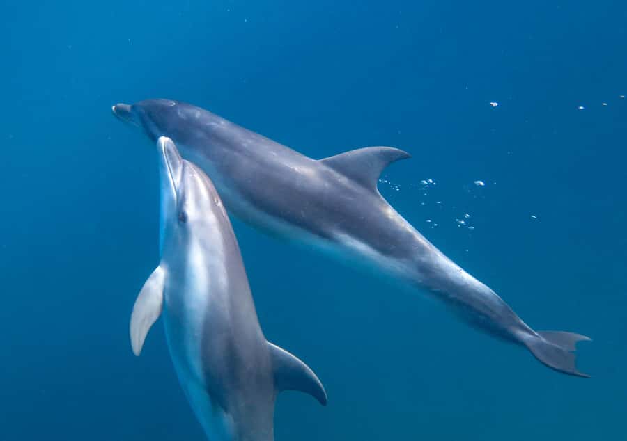 Sorrento: Dolphins & Seals Snorkeling Cruise w/ Lunch - Lunch onboard, hot drinks after you’re tired: why the food matters here