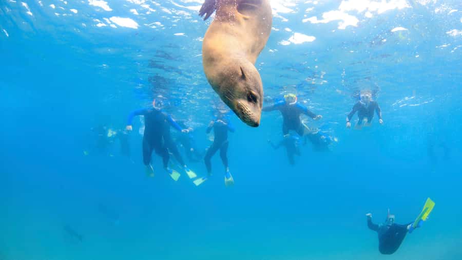 Sorrento: Dolphins & Seals Snorkeling Cruise w/ Lunch - Who should book this dolphin and seal snorkeling cruise