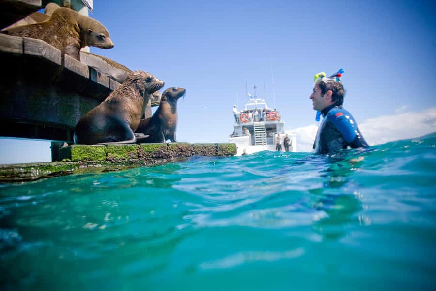 Sorrento: Dolphins & Seals Snorkeling Cruise w/ Lunch - Planning your expectations: the one thing you can’t control