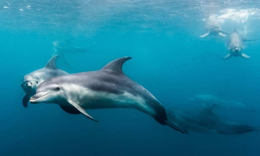 Sorrento: Dolphins & Seals Snorkeling Cruise w/ Lunch - FAQ