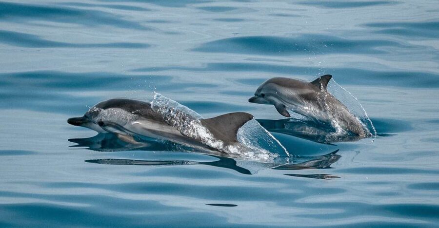 Sotogrande: Dolphin Watching Boat Trip with Drink - Key things to know before you go