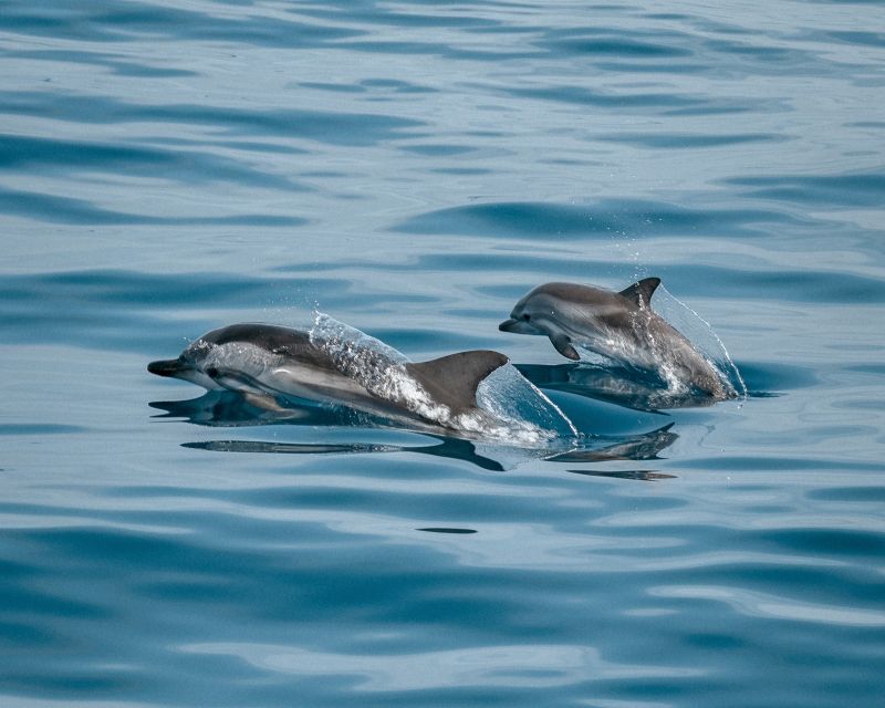 Sotogrande: Dolphin Watching Boat Trip with Drink - From Sotogrande Marina to the Strait: the feel of this 2-hour sail