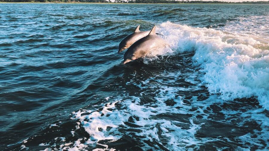 Sotogrande: Dolphin Watching Boat Trip with Drink - Gibraltar Nature Reserve stop: photo time and the wildlife hunt