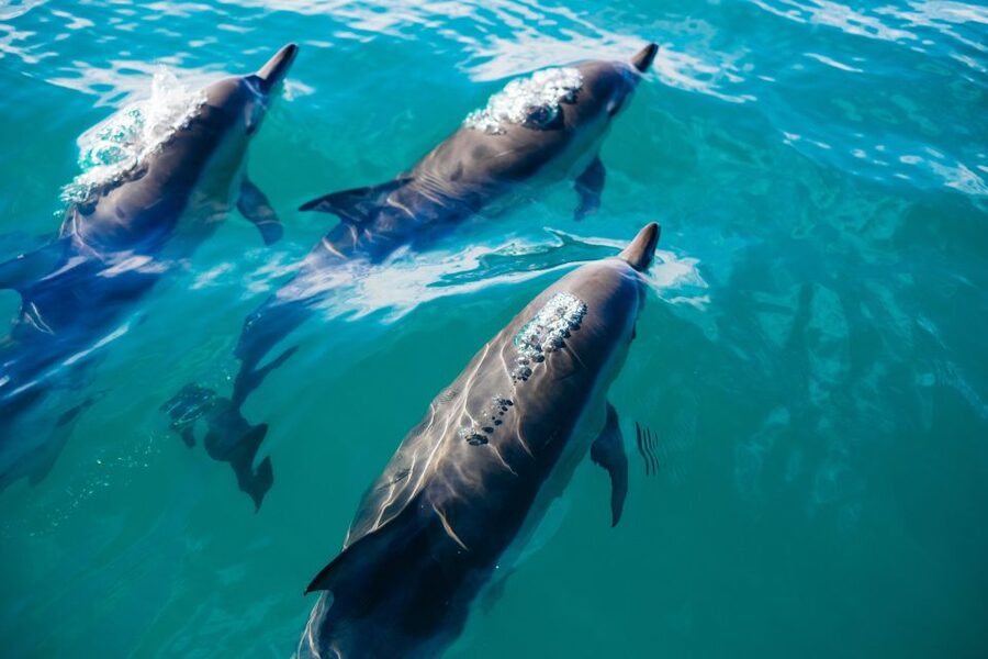 Sotogrande: Dolphin Watching Boat Trip with Drink - Dolphins and other marine life: how to enjoy it even on quiet days