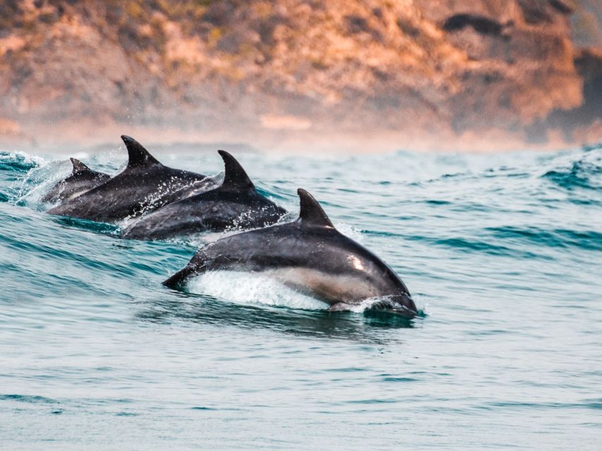 Sotogrande: Dolphin Watching Boat Trip with Drink - The boat: why the PUMA 34 changes the experience