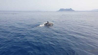 Sotogrande: Dolphin watching experience with expert crew - The Bretema hybrid boat: quieter rides, better views, real-world value