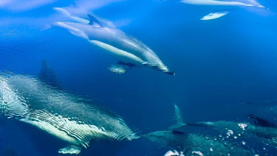 Sotogrande: Dolphin watching experience with expert crew - The Rock of Gibraltar leg: mixing wildlife time with classic scenery
