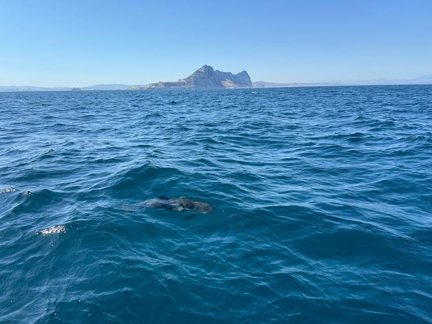 Sotogrande: Dolphin watching experience with expert crew - Comfort and practicalities: group size, pace, and what to bring