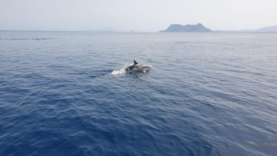 Sotogrande: Dolphin watching experience with expert crew - Price and value: is $100 worth it?