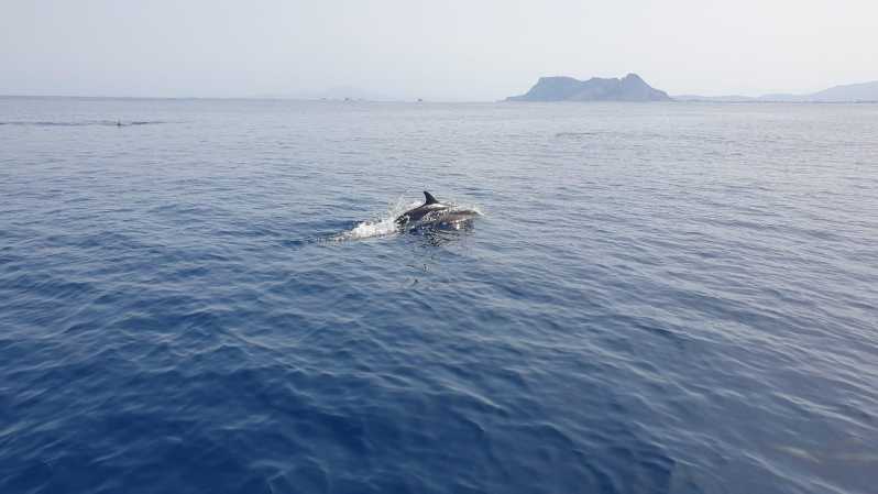 Sotogrande: Dolphin watching experience with expert crew - The Bretema hybrid boat: quieter rides, better views, real-world value