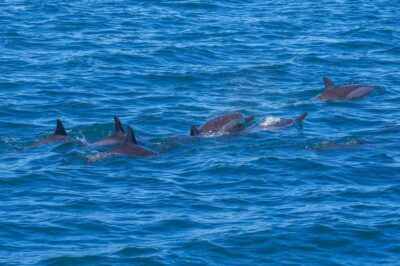 Speedboat to Ile aux Benitier: Dolphin Encounter & Lunch - Swimming with dolphins: what to expect and how to stay comfortable