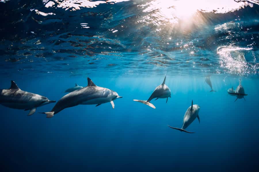 Speedboat to Ile aux Benitier: Dolphin Encounter & Lunch - Should you book the Speedboat to Île aux Bénitiers with Dolphin Encounter?