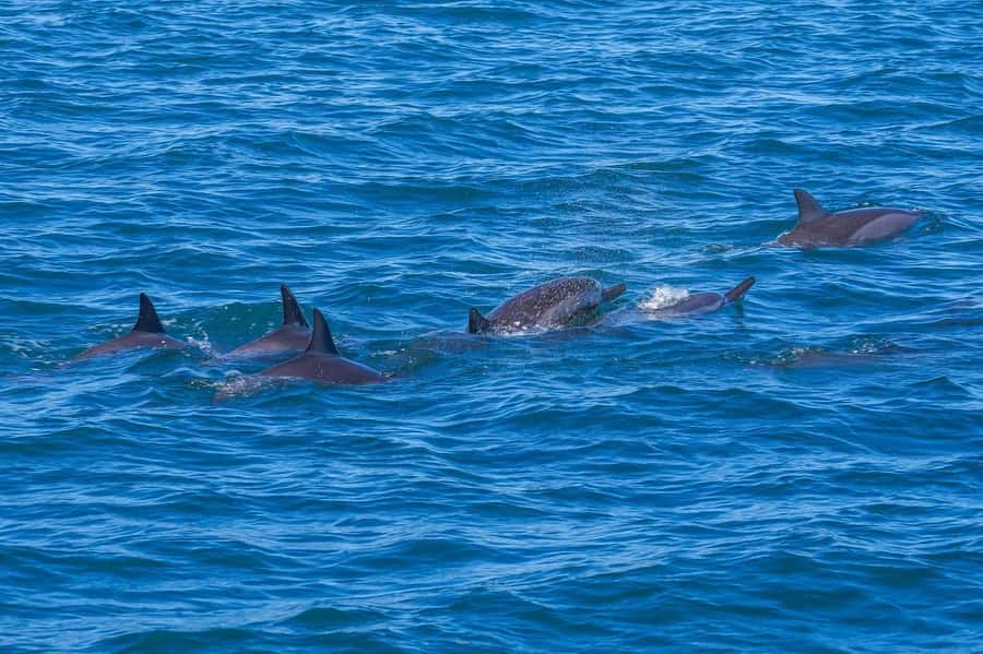 Speedboat to Ile aux Benitier: Dolphin Encounter & Lunch - Swimming with dolphins: what to expect and how to stay comfortable