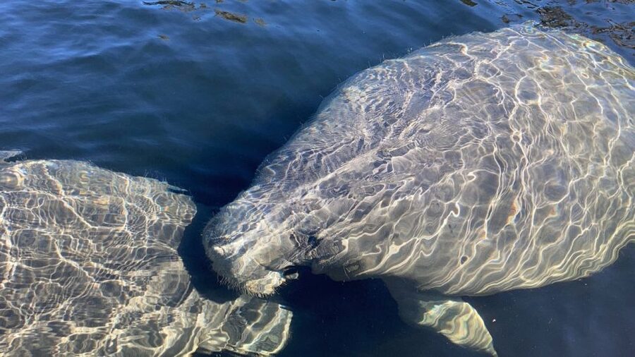 St. Augustine: Dolphin and Manatee Paddle or Kayak Tour - Key reasons this paddle tour works