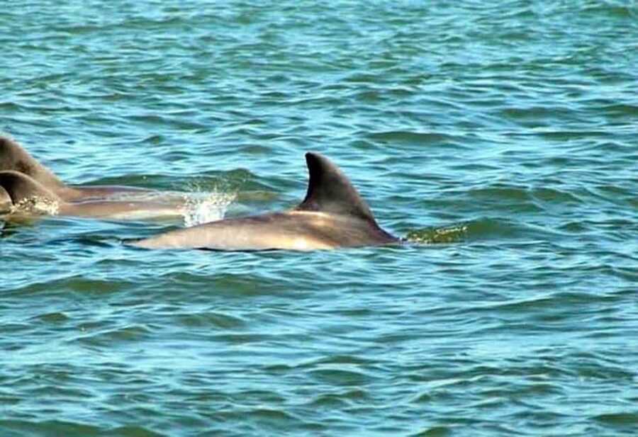St. Augustine: Dolphin and Wildlife Historical Boat Tour - From Conch House Marina: the easiest way to start on Anastasia Island