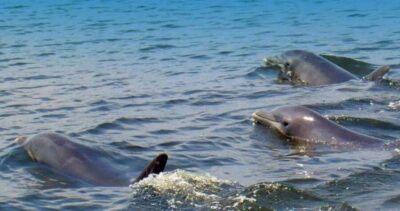 St. Augustine: Dolphin and Wildlife Historical Boat Tour - Matanzas Bay meets the Intracoastal Waterway in one hour