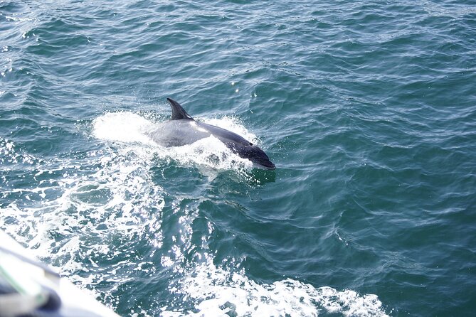 St. Augustine Dolphin Watch and Historical Harbor Tour - Price and Value: Is $42.55 Worth It?
