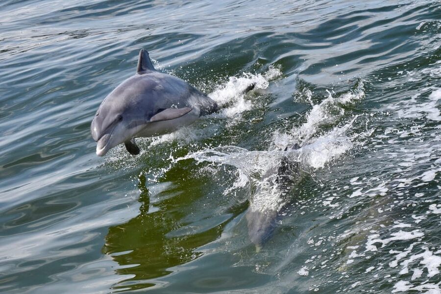 St. Augustine: Dolphin Watching Harbor Tour with Drinks - What you’ll see from a 45-foot catamaran near Vilano Beach