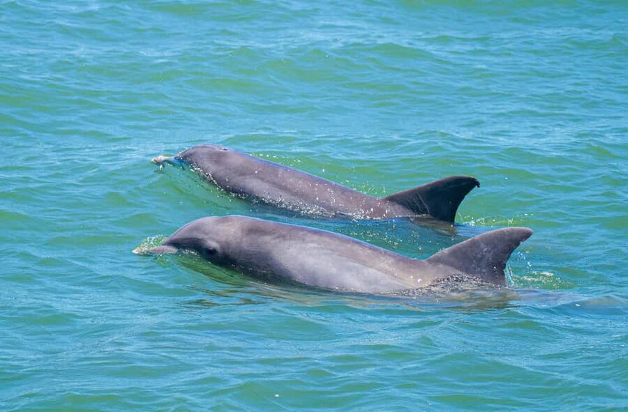 St. Augustine: Expert-Led Dolphin & Wildlife Eco Adventure - Dolphin and wildlife eco-adventure on the Osprey: what you’re really buying