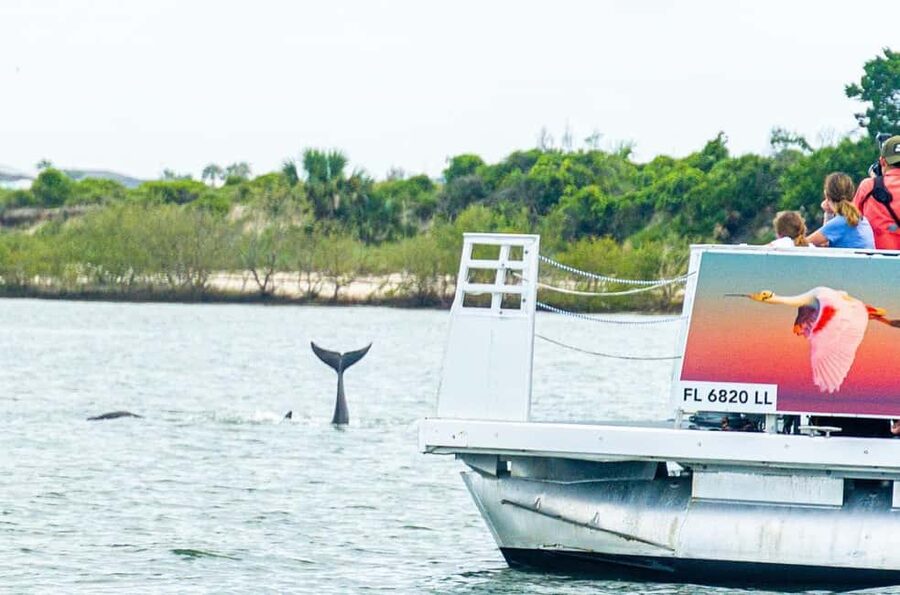 St. Augustine: Expert-Led Dolphin & Wildlife Eco Adventure - The 90-minute cruise: how the waterway experience unfolds