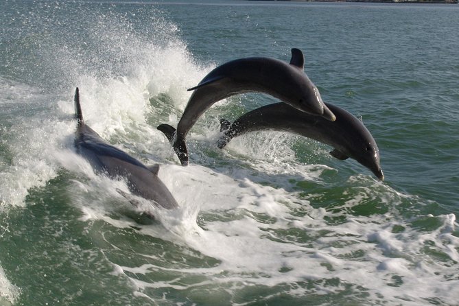 St. Pete Beach Dolphin Racer Adventure - Key points before you go