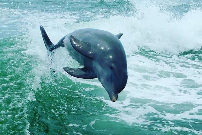 St. Pete Beach Dolphin Racer Adventure - The dolphin surfing guarantee and the free follow-up idea