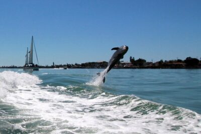 St. Pete Beach Dolphin Racer Adventure - What you actually do on the water: wake-chasing, skyline spotting, wildlife spotting