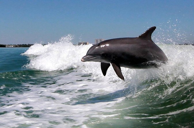 St. Pete Beach Dolphin Racer Adventure - Best for who: families, couples, and first-time St. Pete visitors