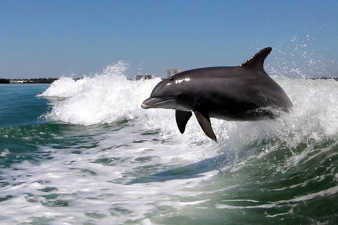 St. Pete Beach Dolphin Racer Adventure - How it feels day-to-day: what “good weather” means for your plans