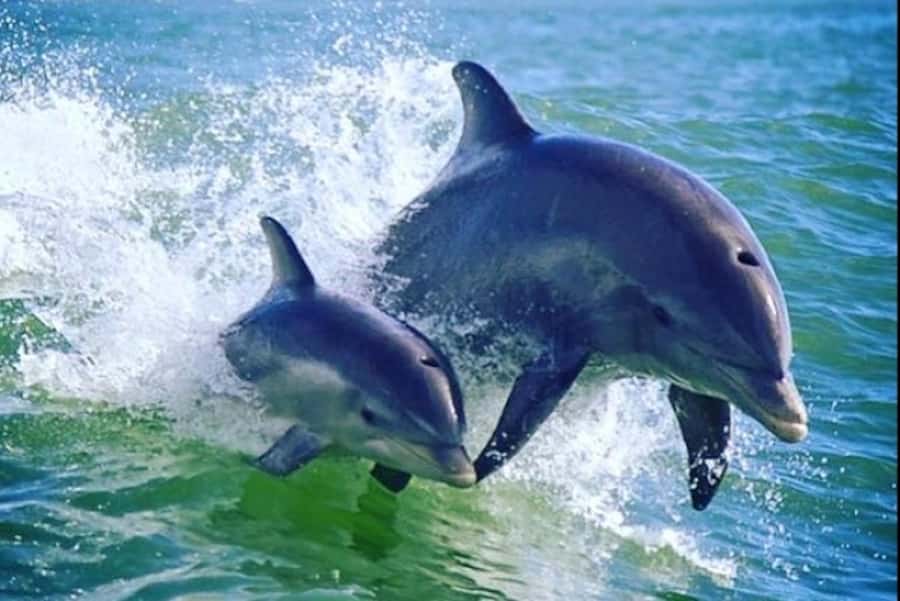 St. Pete Beach: Dolphin Racer Cruise by Speedboat - The Gulf of Mexico Blast: Your Out-and-Back Plan