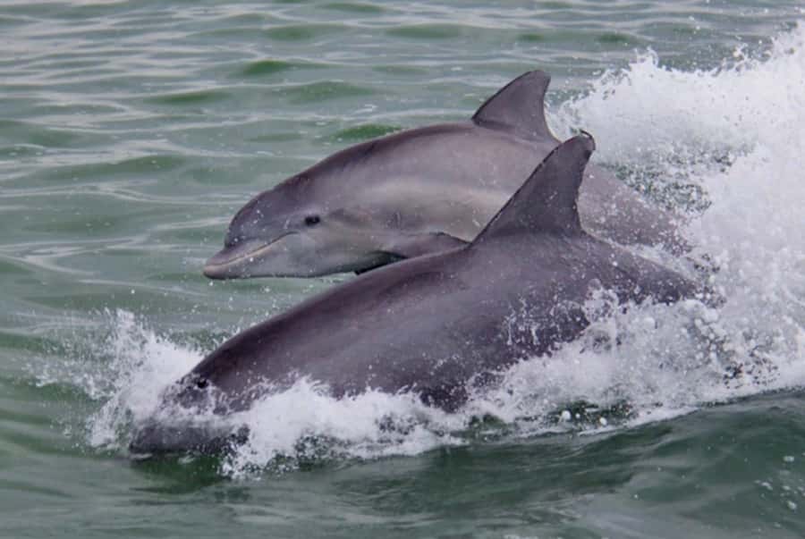 St. Pete Beach: Dolphin Racer Cruise by Speedboat - Dolphin Spotting With a Captain’s Eye (and What to Watch For)