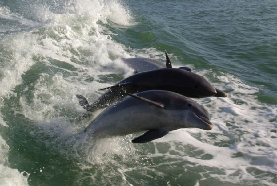 St. Pete Beach: Dolphin Racer Cruise by Speedboat - Tips That Make the Ride More Comfortable