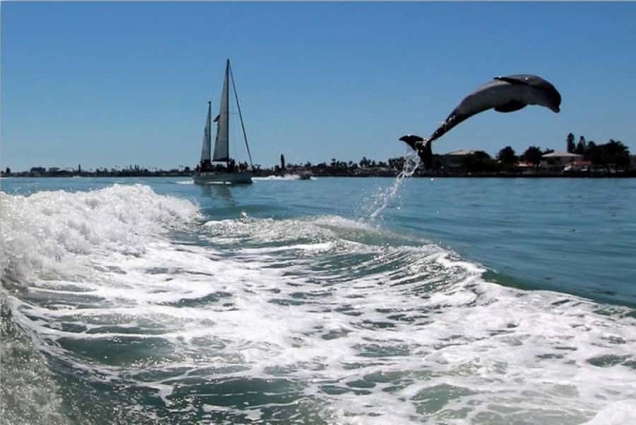 St. Pete Beach: Dolphin Racer Cruise by Speedboat - Who This Dolphin Racer Cruise Is Best For