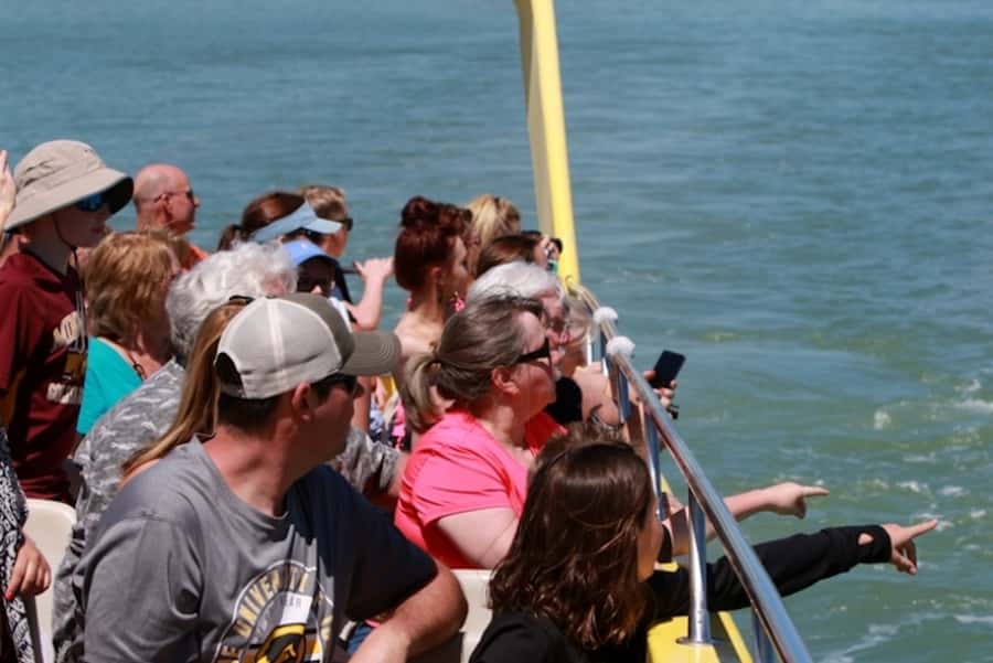 St. Pete Beach: Dolphin Racer Cruise by Speedboat - Booking Sense Check: Should You Book It?