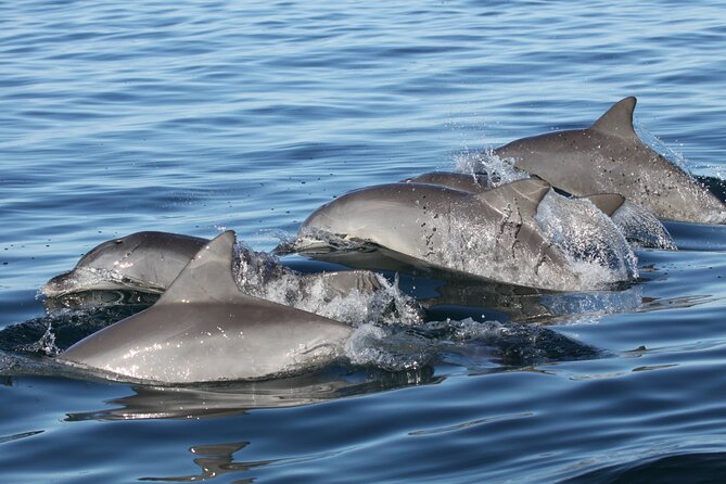 St. Pete Dolphin Watching and Shelling Adventure - The boat ride: smooth, comfortable, and built for hanging out