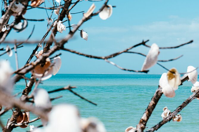 St. Pete Dolphin Watching and Shelling Adventure - How the crew finds dolphins (and why it feels like more than a drive-by)