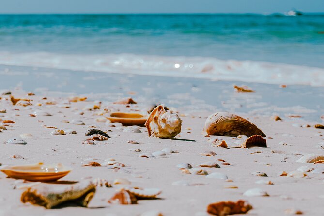 St. Pete Dolphin Watching and Shelling Adventure - The value of $42.80 for a 3-hour wildlife + beach combo