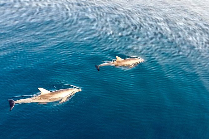 Stand Up Paddle With Dolphins, aperitif and pictures - The Figarolo beach stop: Sardinian breakfast or aperitif