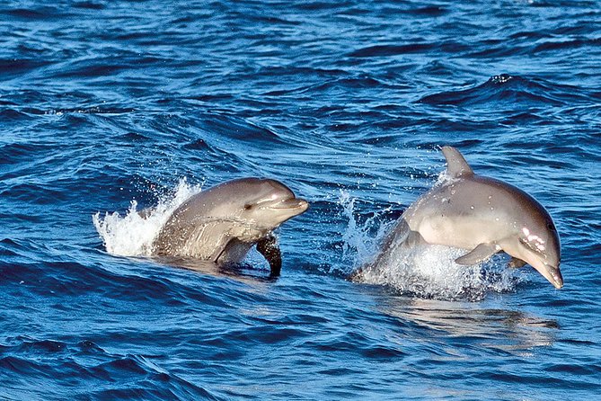 Sunrise Boat Trip in Mallorca with Dolphin-Watching - Sunrise Catamaran in Port d’Alcúdia: Why this morning timing matters