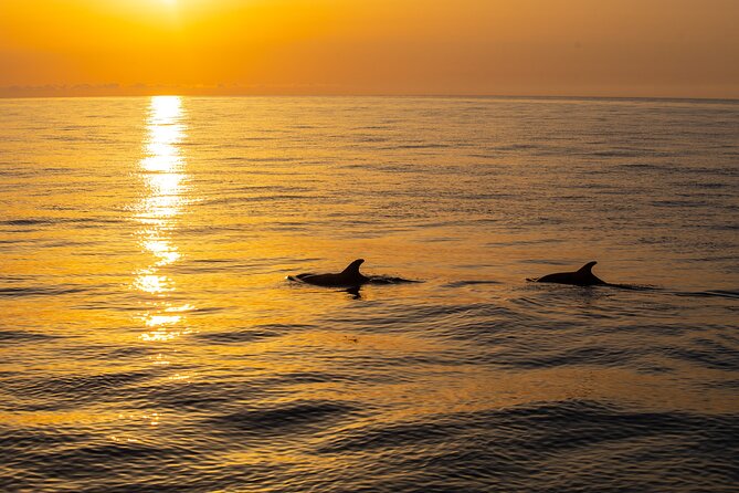 Sunrise Boat Trip in Mallorca with Dolphin-Watching - Timing, crowds, and comfort: what you should plan for
