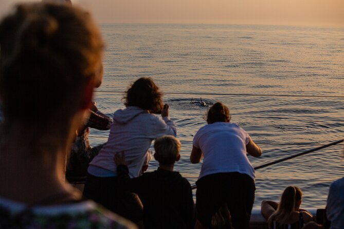 Sunrise Boat Trip in Mallorca with Dolphin-Watching - Price and value: what $74.49 buys you in Mallorca